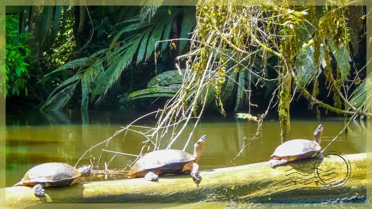 Tortuguero National Park and Canals Day Trip from San Jose Costa Rica